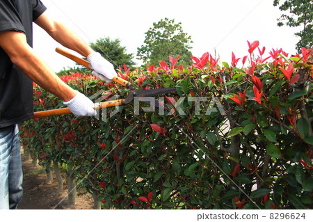 pruning 8296624