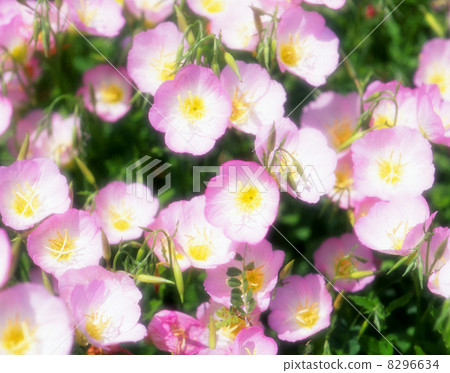 月見草桐 月見草桐 8296634