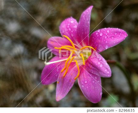 Saffron Moddoki 8296635