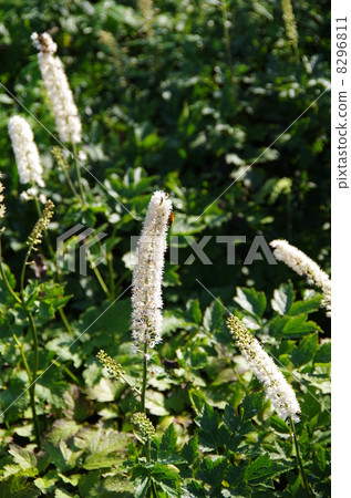 鳥取日本大葉Veronicastrum japonicum的視圖 鳥取日本大葉Veronicastrum japonicum的視圖 8296811