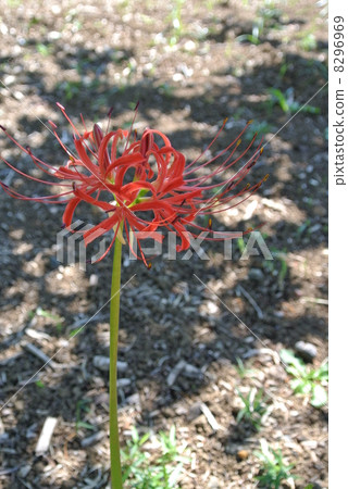 Cluster amaryllis Cluster amaryllis 8296969