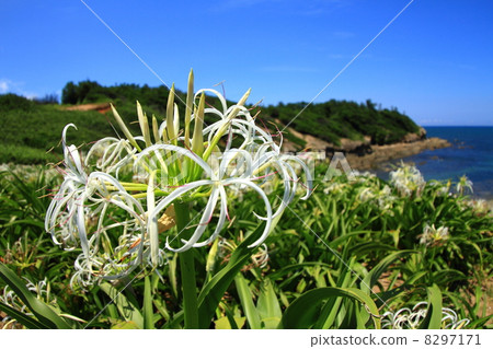 哈馬玉盛開 8297171