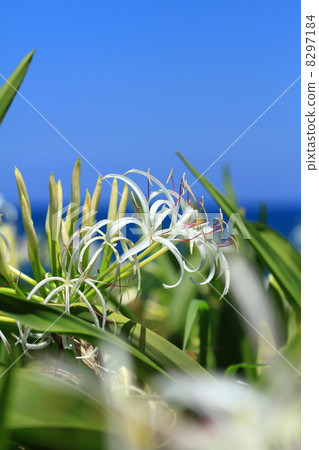 Hamayu in full bloom 8297184