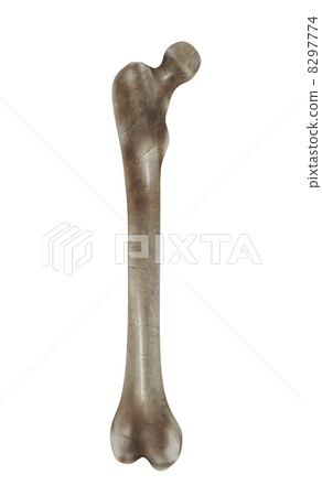 Bone Bone 8297774
