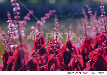 Coleus 8297994