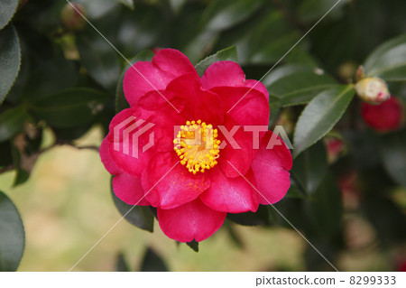 山茶花 8299333