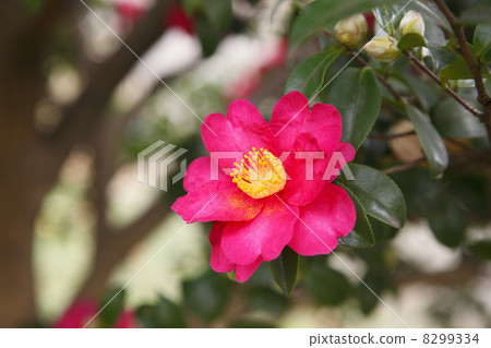 山茶花 山茶花 8299334