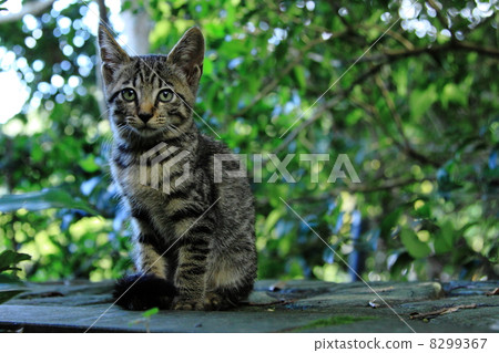 Kitty cat in the forest that stands dignified 8299367