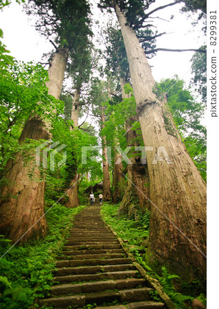 沿著接近道路Haguroyama的雪松和樹木 8299381