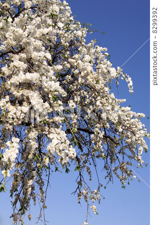 Tadaremomo閃耀在藍天（白色）：一個哭泣的桃子 8299392