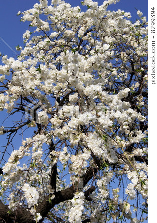 Tadaremomo閃耀在藍天(白色):一個哭泣的桃子 Tadaremomo閃耀在藍天(白色):一個哭泣的桃子 8299394