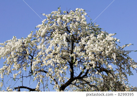 Tadaremomo閃耀在藍天（白色）：一個哭泣的桃子 8299395