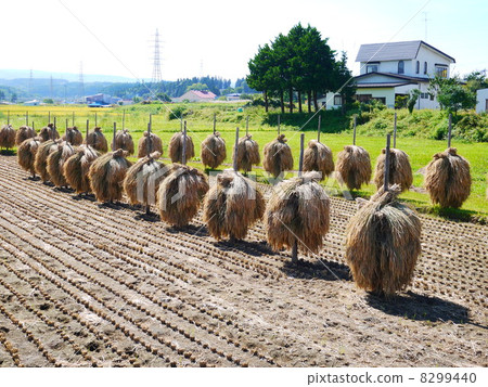 Rice reaping 8299440