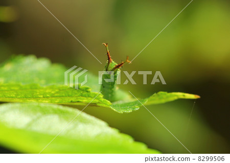 紅甲蟲的幼蟲 紅甲蟲的幼蟲 8299506