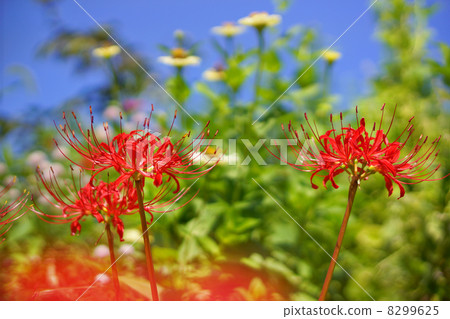 Cluster amaryllis 8299625