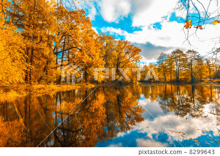 autunm trees autunm trees 8299643