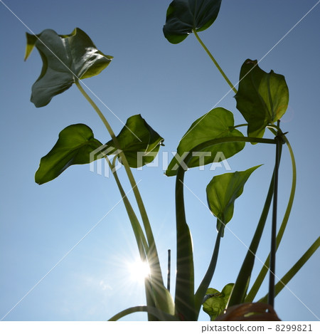 Kwazuimo just powerfully 8299821