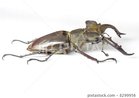 Miyamakuwagata 8299956