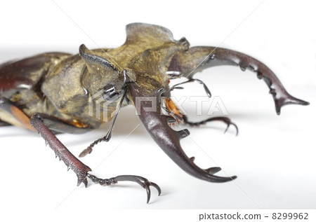 高砂深山鍬形蟲 8299962