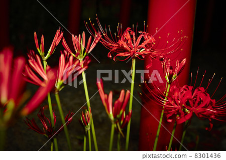 Gansui-ji Temple, Hamamatsu City, Shizuoka Prefecture Cluster amaryllis 8301436