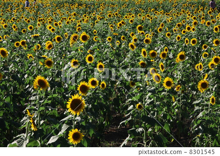 向日葵田 8301545