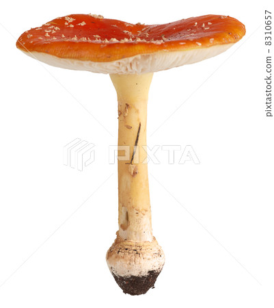 Red Amanita 8310657