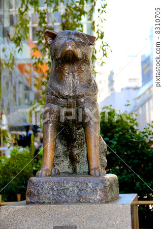 Hachiko 8310705