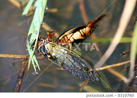 Genetropes捕食蟬 Genetropes捕食蟬 8310760