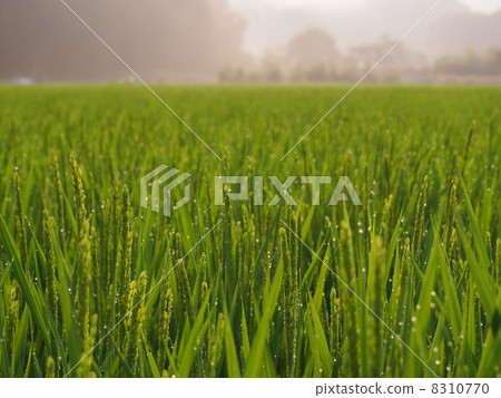 Rice and water drops 8310770