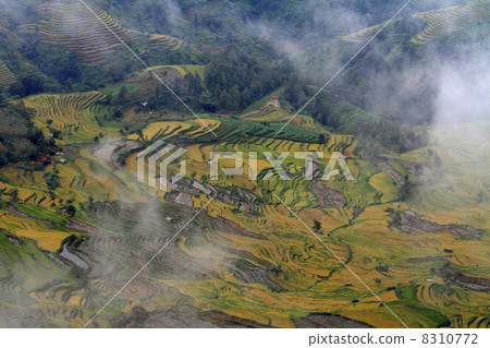 Rice terraced landscape (Yunnan Province, China's Yuan Tiger Road Scenic Area) 8310772