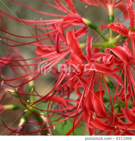 石蒜 石蒜 8311066