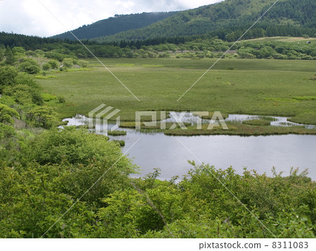 Yashima Mogara 8311083