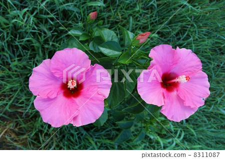 Hibiscus Hibiscus 8311087