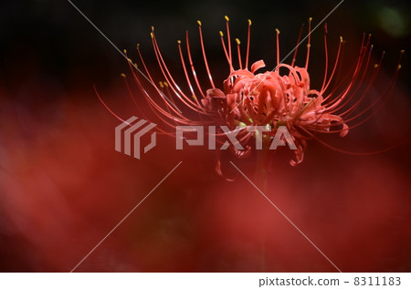 Before blurred and red cluster amaryllis Before blurred and red cluster amaryllis 8311183