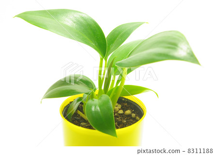 Philodendron 8311188