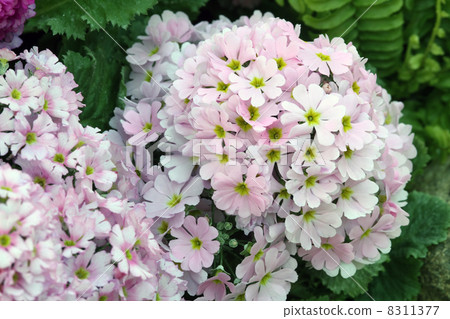 Primula Maracoides 8311377