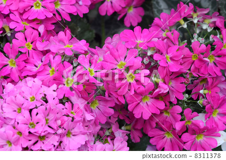 Primula Maracoides 8311378