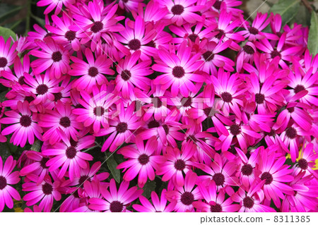 Cineraria 8311385