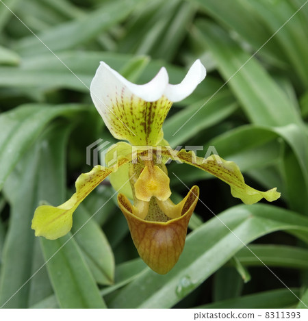 Paphiopedilum Leeanam Paphiopedilum Leeanam 8311393