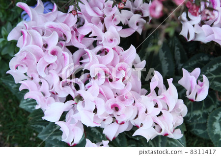 Cyclamen 8311417