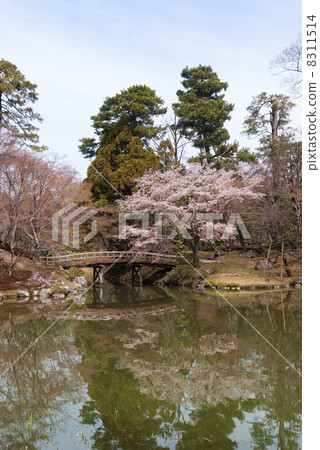 森洞皇家彩葉橋 8311514