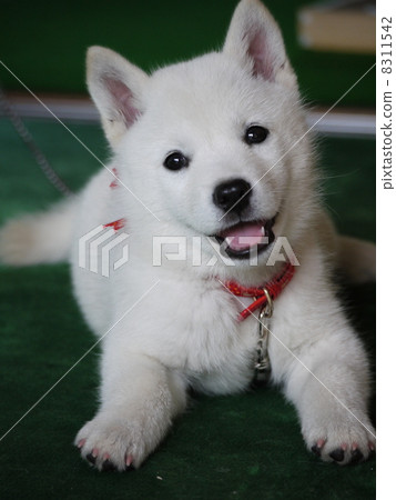 Hokkaido dog Hokkaido dog 8311542