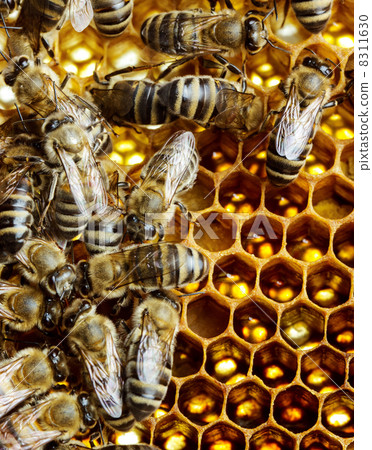 Working bees on honeycomb 8311630