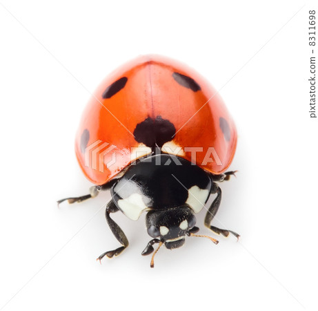 Ladybug 8311698