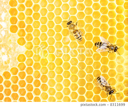 Working bees 8311699