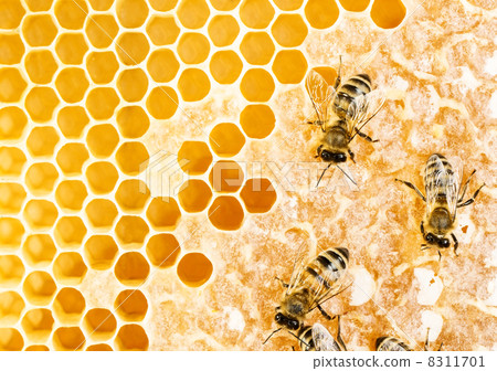 Working bees 8311701