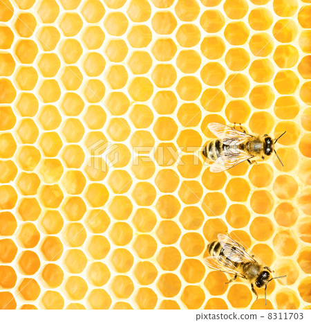 Working bees 8311703