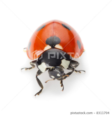 Ladybug 8311704