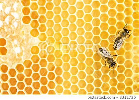 Working bees 8311726