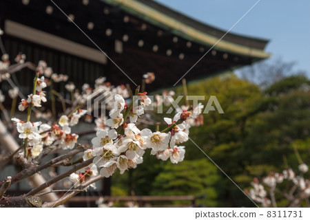 Kyoto Omiya Imperial Palace Chikami Shrine White plum in the south garden Kyoto Omiya Imperial Palace Chikami Shrine White plum in the south garden 8311731